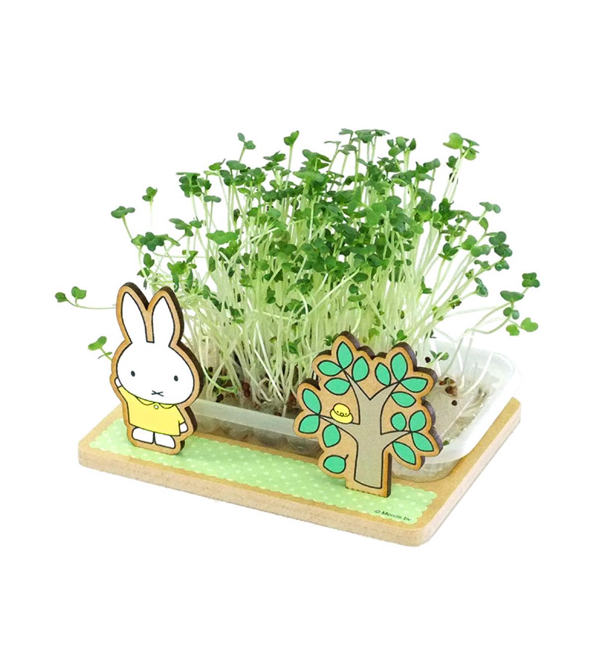スプラウト栽培キット ミッフィー ブロッコリー Hopely